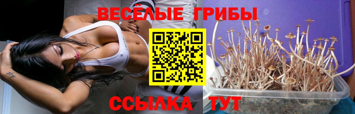 Псилоцибиновые грибы Psilocybe  Вход с VPN  Псилоцибиновые грибы MAGIC MUSHROOMS  Корсаков 